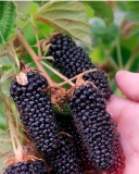 Columbia Giant blackberry fruit
