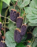 Columbia Star blackberry fruit