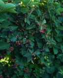 Eclipse blackberry bushes