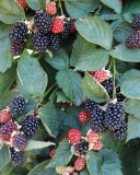 Eclipse blackberry fruit
