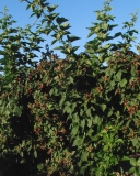 Eclipse blackberry bush