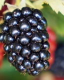 Eclipse cultivar berries
