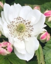 Hall’s Beauty cultivar's big flower