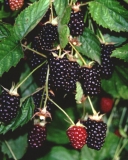 Newberry blackberry fruit