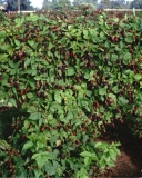 Newberry blackberry bushes