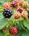 Osage blackberry berry