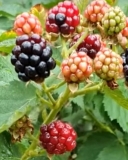 Osage blackberry berry