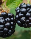 Osage blackberry fruit