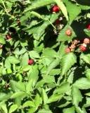 Ouachita blackberry cultivar