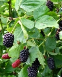 Ouachita blackberry bush