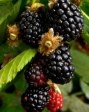 Ouachita blackberry fruit