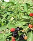 Prime-Jan blackberry cultivar fruit