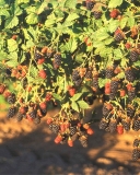 Wild Treasure blackberry cultivar
