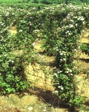 Wild Treasure blackberry cultivar