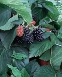 Heaven Can Wait blackberry bush