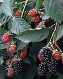 Heaven Can Wait blackberry fruits