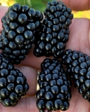Prime-Ark Horizon blackberry fruits