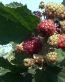 Black Magic blackberry fruits