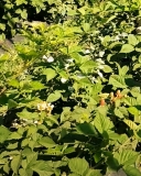 Black Magic blackberry plant