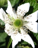 Apache blackberry cultivar flower