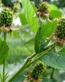 Apache blackberry cultivar unripen fruits