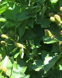 Apache blackberry cultivar unripen fruits
