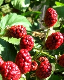 Apache blackberry cultivar berries