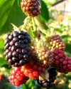 Arapaho blackberry fruits