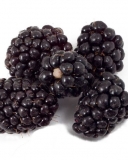 Siskiyou blackberry variety fruits
