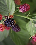 Chester Thornless blackberry cultivar
