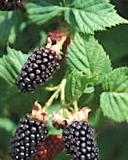 Metolius blackberry cultivar