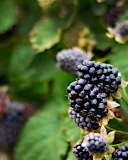 Obsidian blackberry cultivar