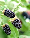 Kotata blackberry cultivar