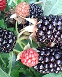 Waldo blackberry fruit