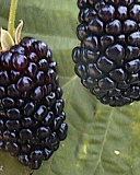 Waldo blackberry cultivar