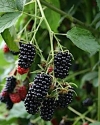 Gaj blackberry cultivar fruits