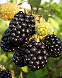 Gazda blackberry variety