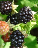 Blackberry cultivar Gazda