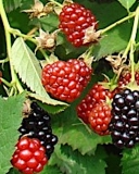 Orkan blackberry fruits