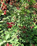 Orkan blackberry cultivar