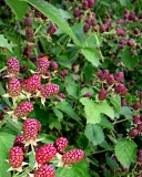 Orkan blackberry bush