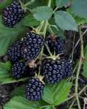 Orkan blackberry ripe berries