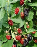 Orkan blackberry variety