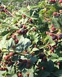 Doyle's Thornless blackberry plant