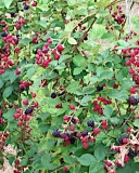 Doyle's Thornless blackberry cultivar