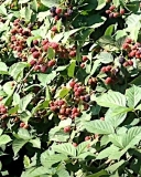 Doyle's Thornless blackberry bush