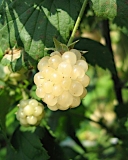 Polarberry white blackberry variety