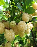 Polarberry white blackberry variety