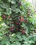 Chester Thornless blackberry bush