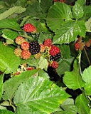 Chester Thornless blackberry fruit